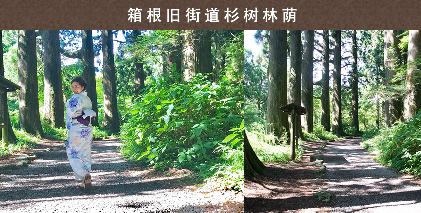 箱根旧街道杉树林荫