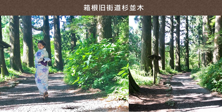 箱根旧街道杉並木